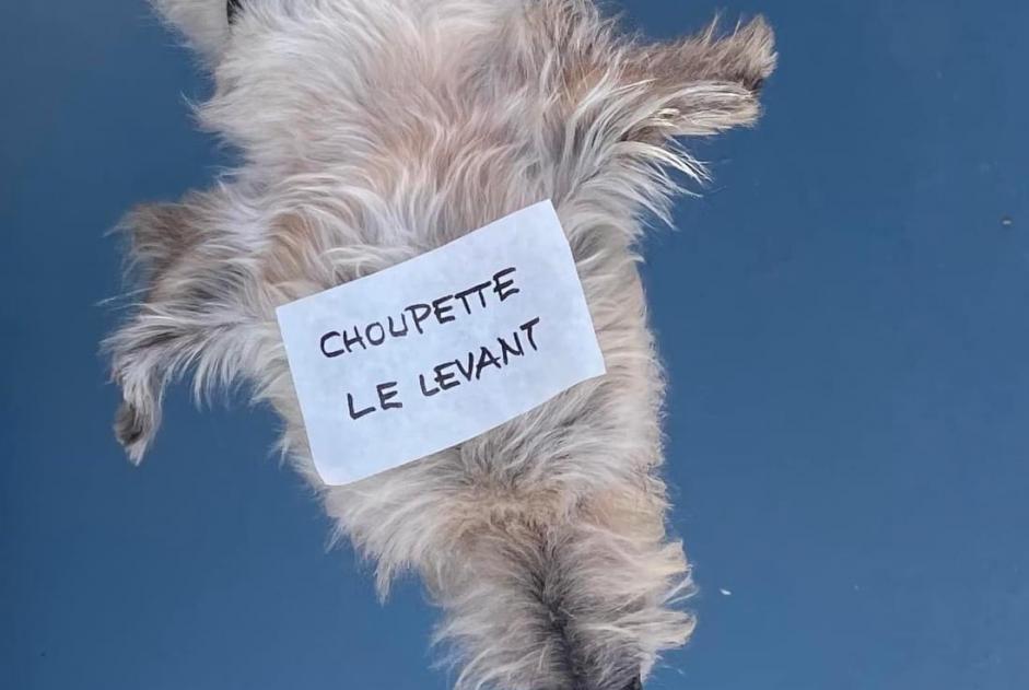 Vermësstemeldung Hond kräizung Weiblech , 13 joer Hyères France