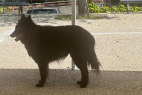 Fundmeldung Hond Weiblech Satigny Suisse