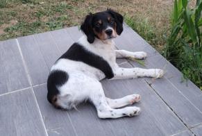 Vermësstemeldung Hond  Weiblech , 1 joer Boisné-la-Tude France