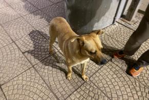 Ontdekkingsalarm Hond Mannetje Valongo Portugal