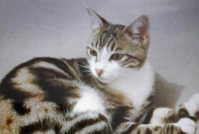 Verdwijningsalarm Kat rassenvermenging Mannetje , 3 jaar Saint-Christol-lès-Alès Frankrijk