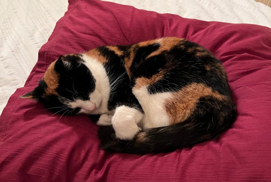 Verdwijningsalarm Kat Vrouwtje , 12 jaar Morges Zwitserland
