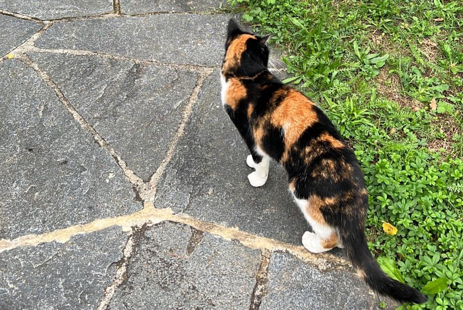 Verdwijningsalarm Kat Vrouwtje , 12 jaar Morges Zwitserland