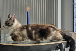 Verdwijningsalarm Kat rassenvermenging Vrouwtje , 2 jaar Villeneuve Zwitserland