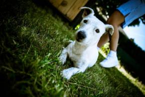 Verdwijningsalarm Hond  Vrouwtje , 7 jaar Mons België