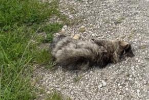 Ontdekkingsalarm Kat Onbekend Gampelen Zwitserland