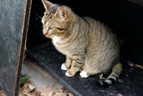 Alerta desaparecimento Gato Européen Macho , 9 anos Mennecy France