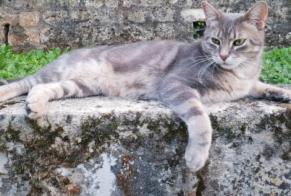 Alerta desaparecimento Gato cruzamento Macho , 9 anos Noisy-sur-Oise France