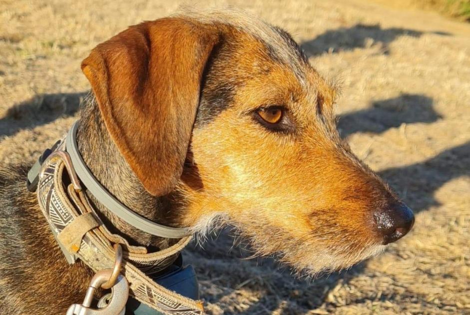 Alerta desaparecimento Cão cruzamento Fêmea , 6 anos Stotzheim France