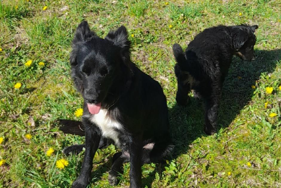 Alerta desaparecimento Cão cruzamento Fêmea , 4 anos Paussac-et-Saint-Vivien France