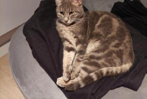 Alerta desaparecimento Gato Fêmea , 2 anos Trouy France