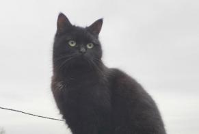 Alerta desaparecimento Gato  Fêmea , 5 anos Isle France