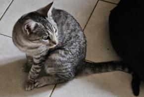 Alerta desaparecimento Gato  Fêmea , 1 anos Champlan France
