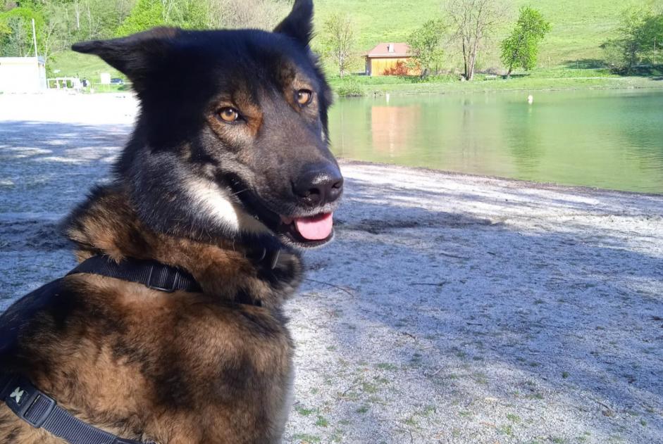 Alerta desaparecimento Cão cruzamento Macho , 4 anos Saint-Gervais-les-Bains France
