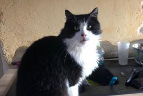 Alerta desaparecimento Gato Macho , 10 anos Taule France
