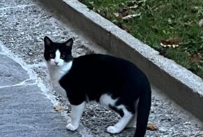 Alerta desaparecimento Gato  Macho , 1 anos Fribourg Switzerland