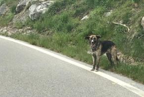 Alerta descoberta Cão Desconhecido Saint-Martin Switzerland