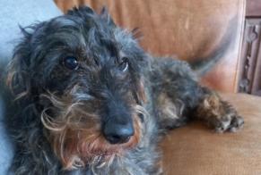 Alerta desaparecimento Cão  Macho , 11 anos Havelange Belgium