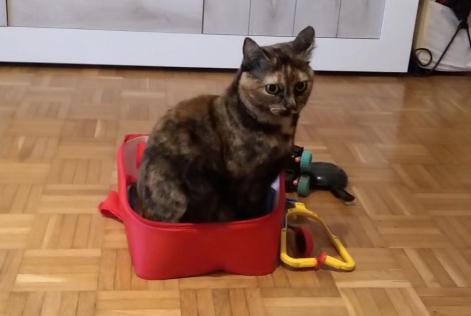 Alerta desaparecimento Gato  Fêmea , 3 anos Neuchâtel Switzerland