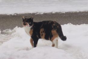 Alerta desaparecimento Gato Fêmea , 9 anos Courchavon Switzerland