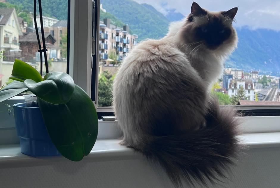 Alerta desaparecimento Gato  Fêmea , 4 anos Montreux Switzerland