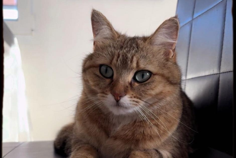 Alerta desaparecimento Gato Fêmea , 2 anos Grandcour Switzerland