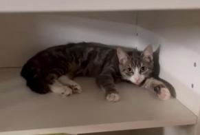 Alerta desaparecimento Gato Macho , 1 anos Anderlecht Belgium