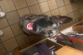 Alerta descoberta Cão  Fêmea Châtelet Belgium