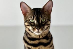 Alerta desaparecimento Gato  Macho , 3 anos Collonge-Bellerive Switzerland