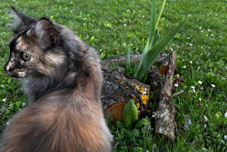 Alerta desaparecimento Gato cruzamento Fêmea , 1 anos Cheseaux-sur-Lausanne Switzerland