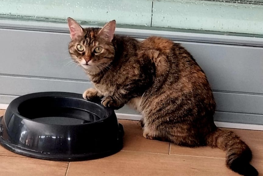 Alerta desaparecimento Gato Fêmea , 8 anos Collonges Switzerland