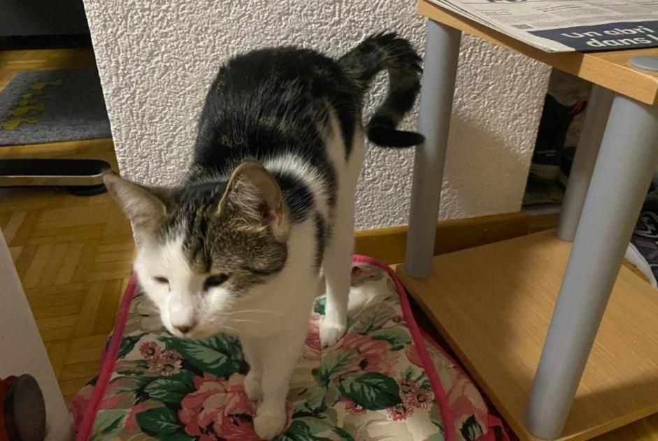 Alerta desaparecimento Gato Fêmea , 1 anos Courtelary Switzerland