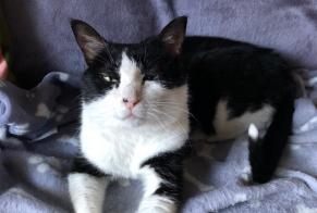 Alerta desaparecimento Gato  Macho , 6 anos Martigny Switzerland