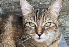 Alerta desaparecimento Gato cruzamento Fêmea , 2 anos Seraing Belgium