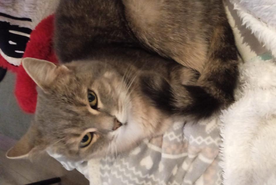 Alerta desaparecimento Gato Fêmea , 12 anos Dinant Belgium