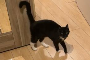 Alerta desaparecimento Gato Macho , 14 anos Zemst Belgium