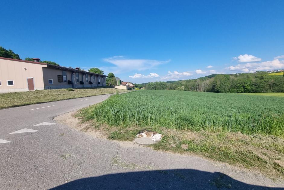 Alerta descoberta Gato Desconhecido Estavayer Switzerland