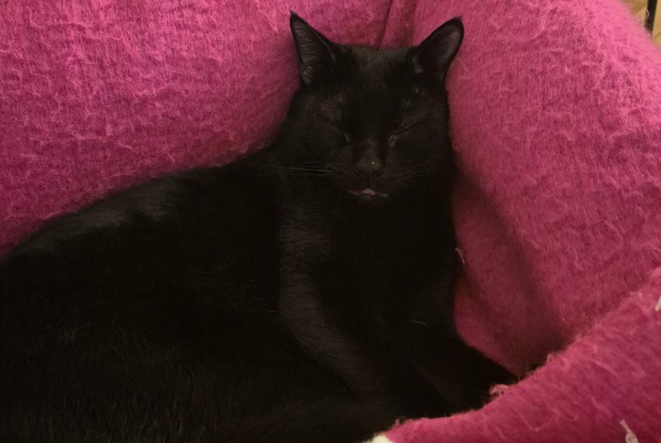 Alerta desaparecimento Gato  Macho , 1 anos Genève Switzerland