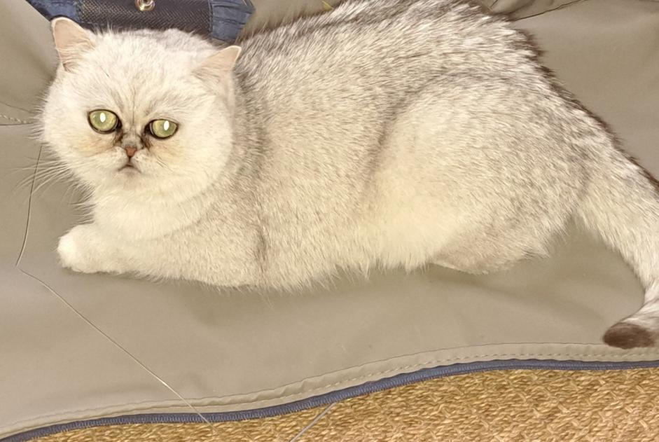 Alerta desaparecimento Gato  Fêmea , 2 anos Courtepin Switzerland