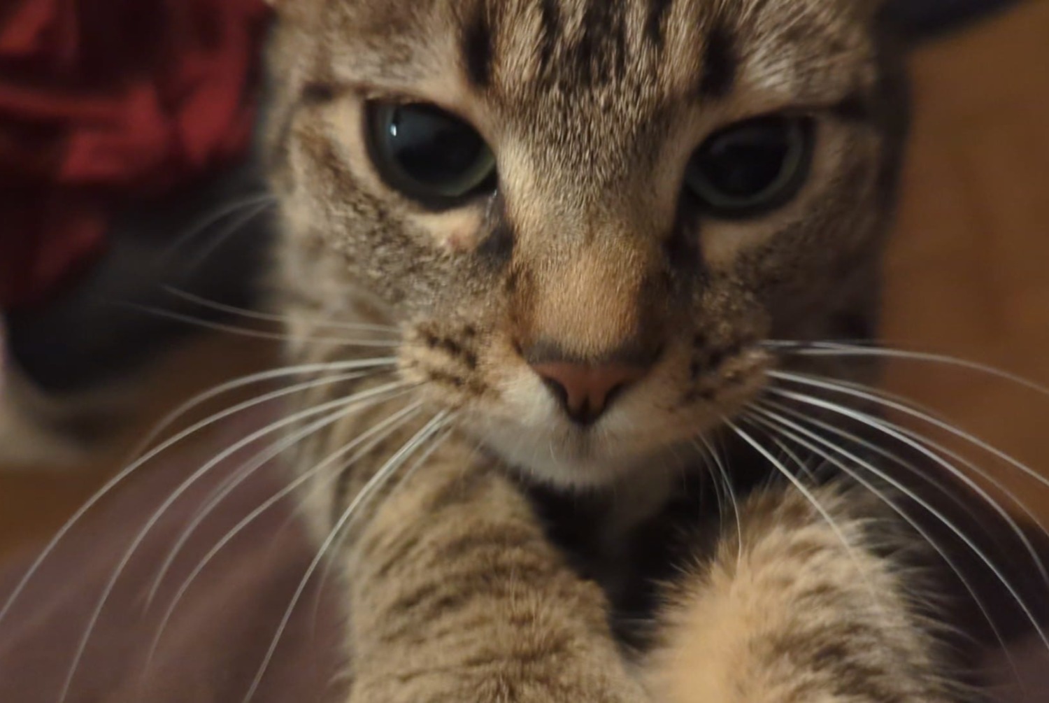 Alerta desaparecimento Gato Fêmea , 2 anos Vernier Switzerland