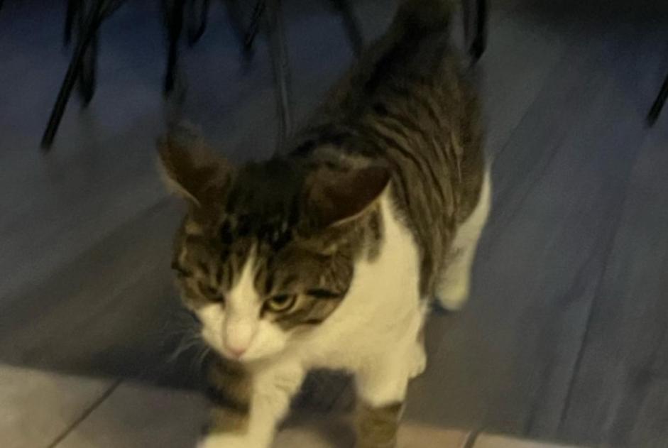 Alerta desaparecimento Gato  Macho , 1 anos Echandens Switzerland