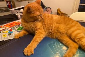 Alerta desaparecimento Gato  Macho , 4 anos Conthey Switzerland
