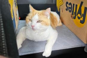 Alerta desaparecimento Gato cruzamento Fêmea , 9 anos Vouvry Switzerland