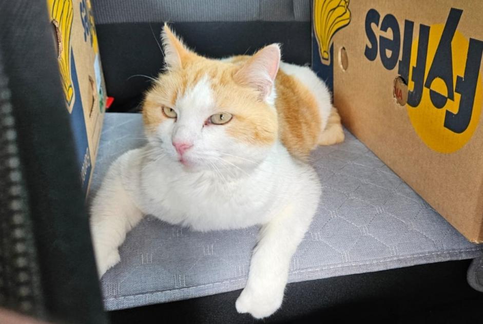 Alerta desaparecimento Gato cruzamento Fêmea , 9 anos Vouvry Switzerland